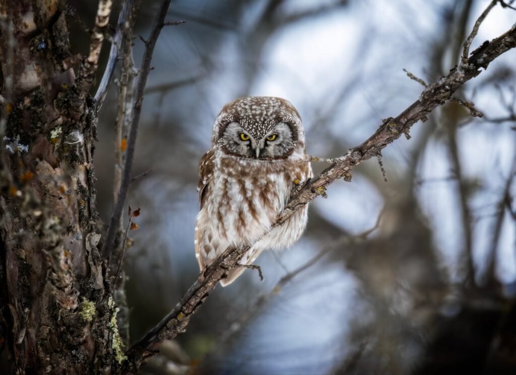 Bird-Watching Is Better When You Unplug