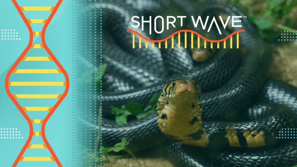 For years, snakes bit him. His blood may help create a new antivenom : Short Wave : NPR