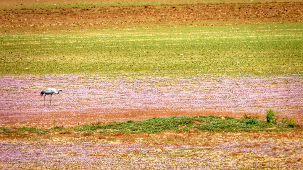 How farmers can help rescue water-loving birds