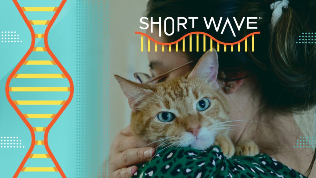 Science says orange cats are special. Here's why : Short Wave : NPR