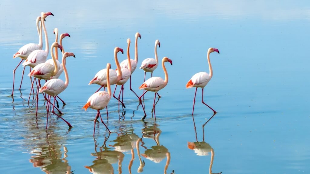Scientists have figured out why flamingos are such weird eaters : NPR Scientists have figured out why flamingos are such weird eaters : NPR