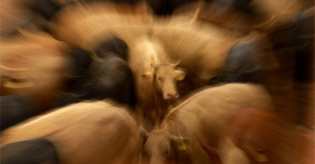 The ‘Man-Eater’ Screwworm Is Coming