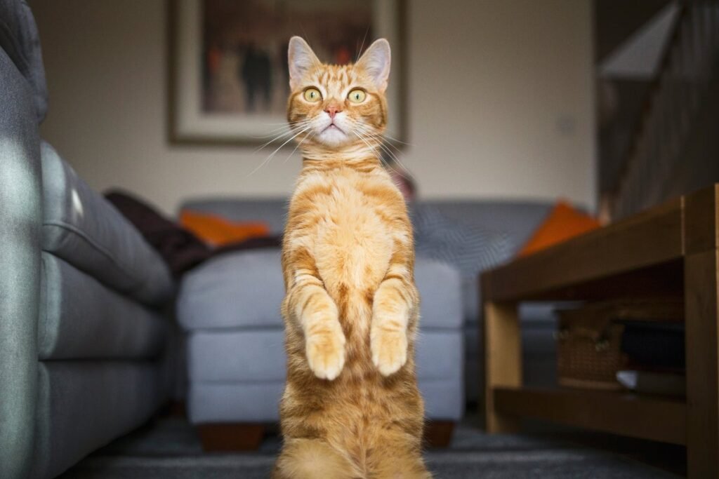 This Strange Mutation Explains the Mystifying Color of Orange Cats