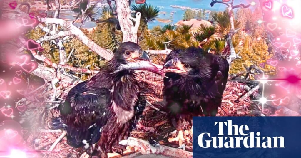 This livestream of baby bald eagles is the only thing keeping me sane | Well actually