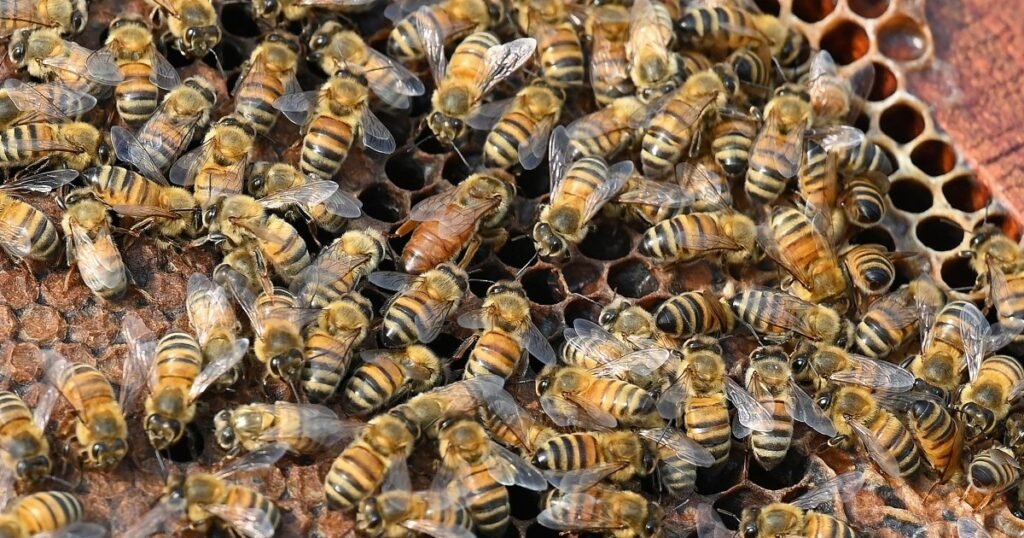 Truck accident unleashes 250 million honeybees in northwestern US | Environment News