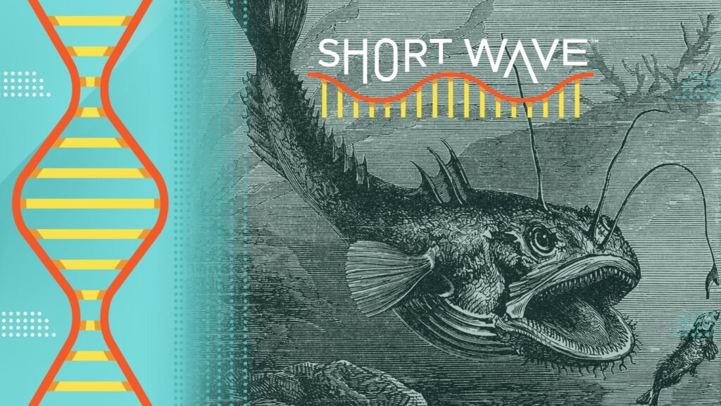 Anglerfish ancestors once roamed the seafloor. Here's how we know : Short Wave : NPR