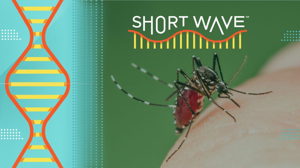 Does it feel like mosquitoes are getting worse? : Short Wave : NPR