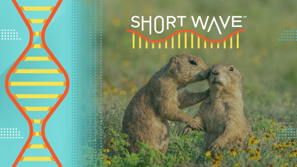 Eavesdropping on prairie dogs pays off for this bird : Short Wave : NPR Eavesdropping on prairie dogs pays off for this bird : Short Wave : NPR