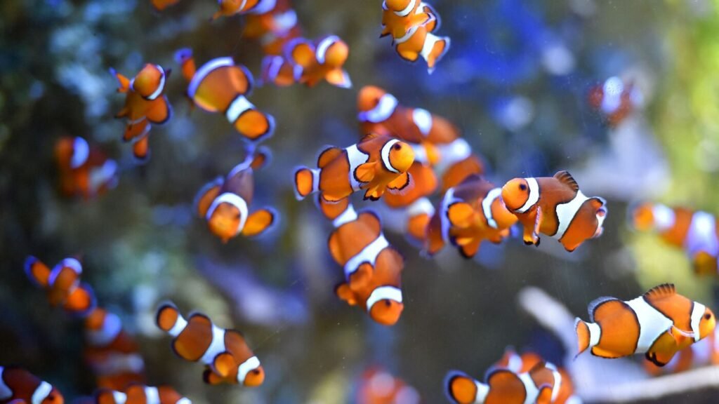 How climate change is affecting some clownfish : NPR