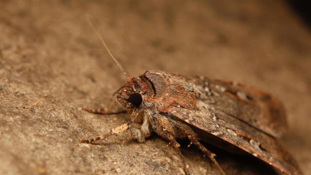 How migrating Australian moths find caves hundreds of miles away : NPR