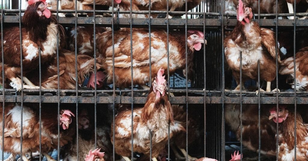 How the Farm Industry Spied on Animal Rights Activists and Pushed the FBI to Treat Them as Bioterrorists