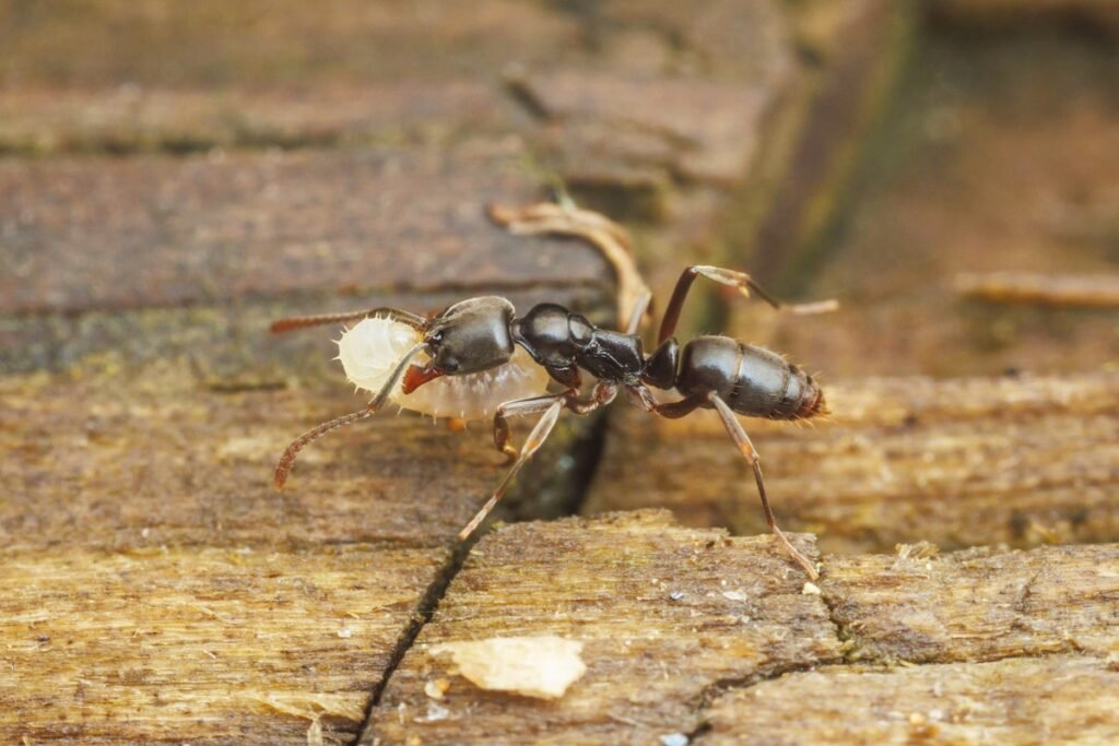 Invasive Asian Needle Ant’s Sting Is Painful, Can Cause Anaphylaxis
