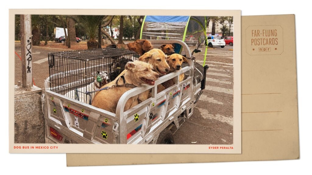 Mexico City bus takes dogs to school : NPR Mexico City bus takes dogs to school : NPR