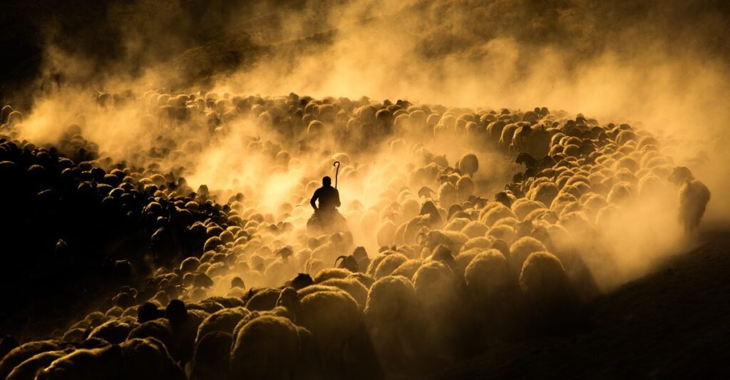 Photos of the Week: Devil-Angels, Highland Cows, Hot Dogs