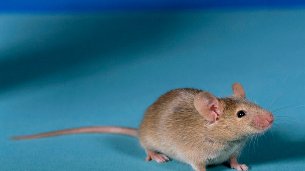 A typical looking brown mouse an an all-blue background.