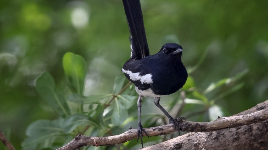 Study knocks down hypothesis about why birds sing at dawn : NPR