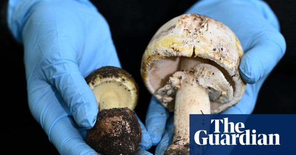 Surge in death cap mushrooms in NSW and SA as scientists warn some deadly fungi look like supermarket varieties | New South Wales