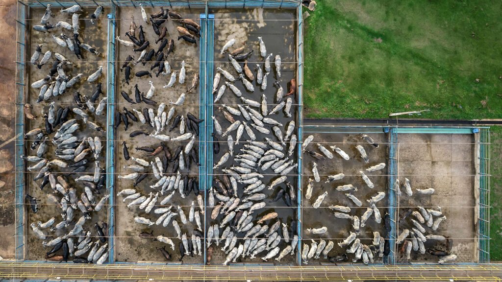 Aerial view of cattle at a JBS SA facility in Tucuma, Para state, Brazil.