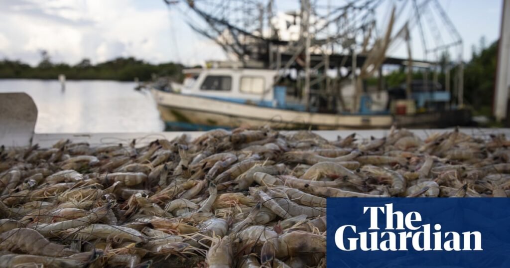 US shrimp fishers see Trump tariffs as a lifeline: ‘We’re basically on our knees’ | Fishing