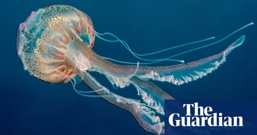 What links jellyfish, golden tortoise beetle and sea angel? The Saturday quiz | Quiz and trivia games