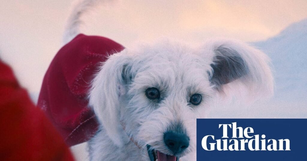 A real wag: Superman gets the bleak realities of dog ownership spot on | Movies