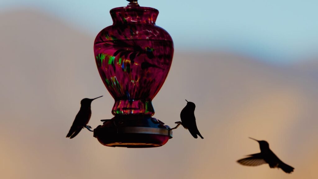 Here’s Where to Hang Your Bird Feeder for Maximum Visits Hummingbirds on a feeder