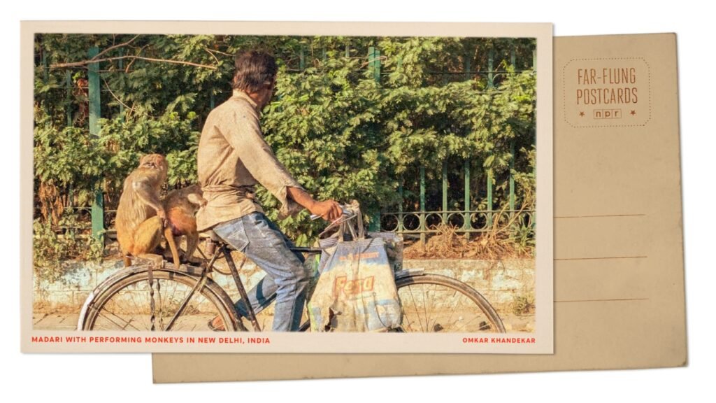 India performing monkeys : NPR