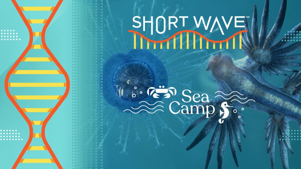 Some life thrives in ocean garbage patches : Short Wave : NPR