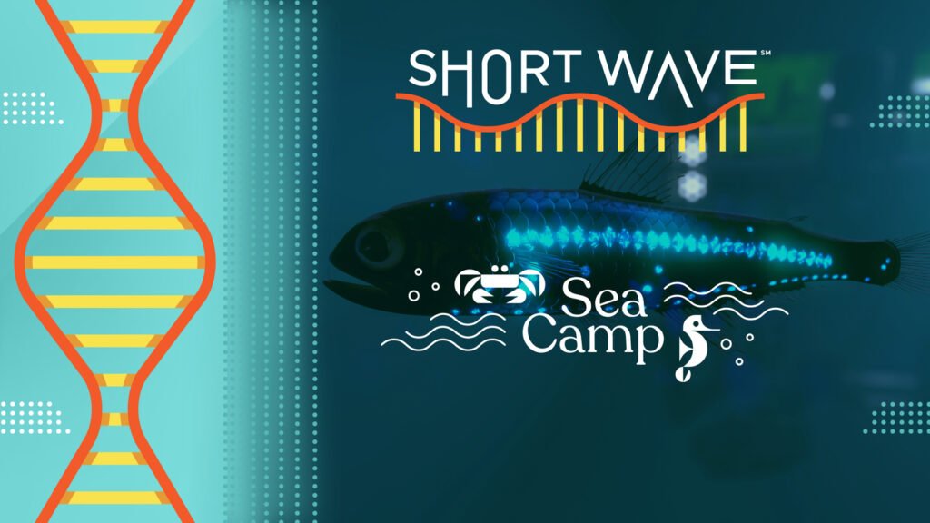 The largest migration on Earth stores carbon in the ocean : Short Wave : NPR