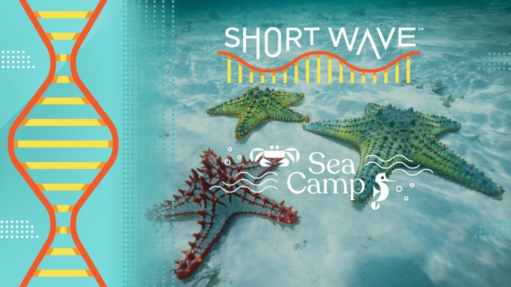 The superpowers hidden in sponges, sea slugs and sea stars : Short Wave : NPR