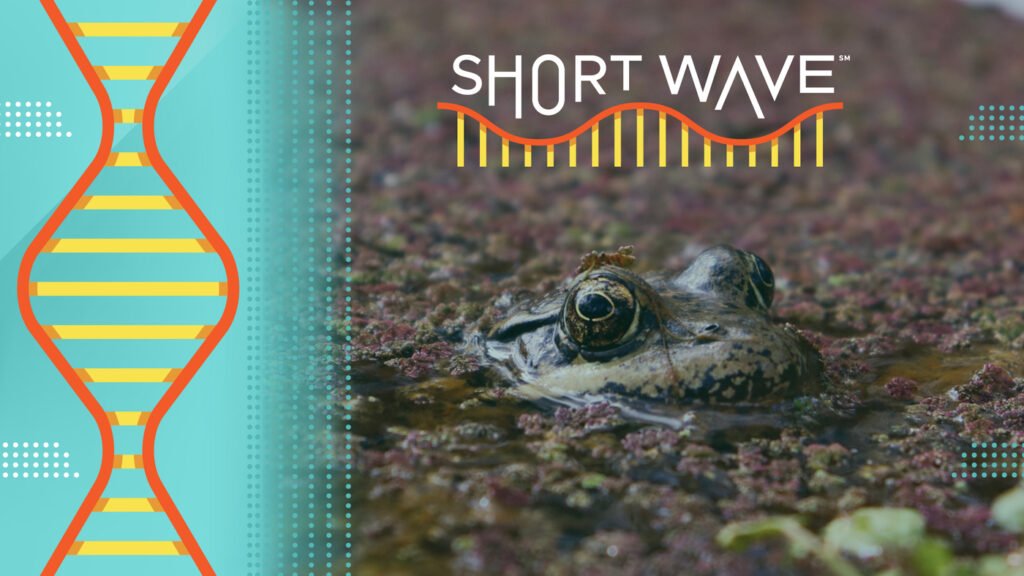 These scientists are using AI to listen to frogs : Short Wave : NPR These scientists are using AI to listen to frogs : Short Wave : NPR