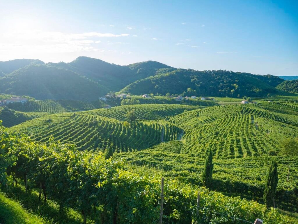 Wines From Four Italian Regions To Sample This Summer Wines From Four Italian Regions To Sample This Summer