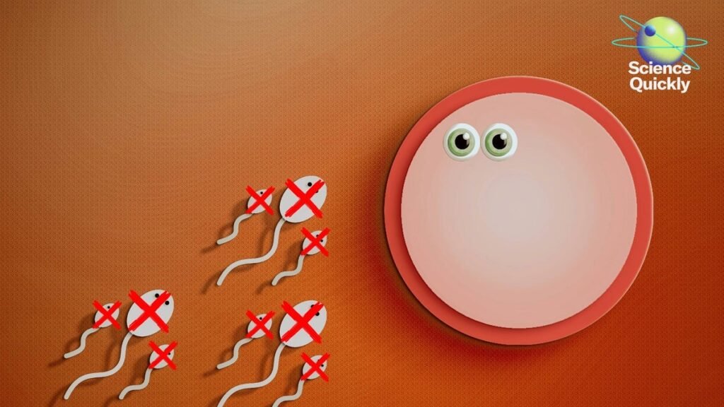 A Male Birth Control Pill Moves to the Next Clinical Trial Stage