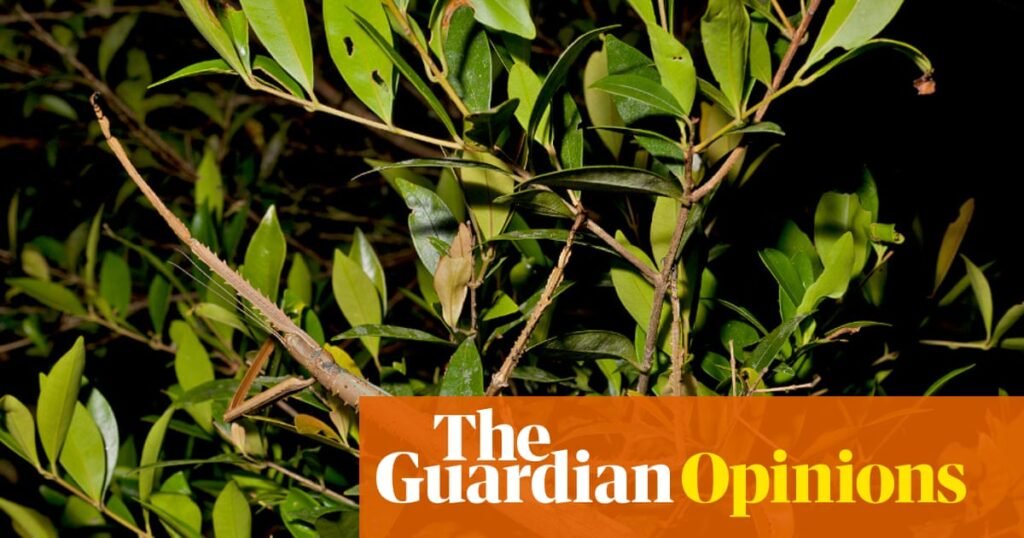 A huge stick insect has been discovered in Australia. Here’s why that’s important | Gwen Pearson
