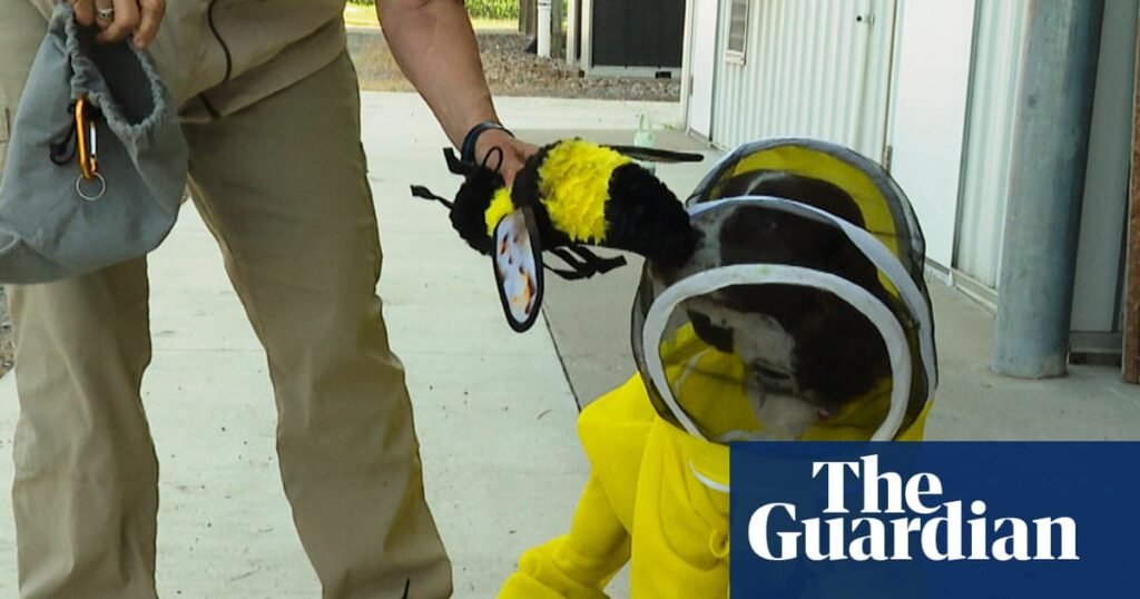 All the buzz: US dog helps researchers identify bacteria that harms honeybees | US news All the buzz: US dog helps researchers identify bacteria that harms honeybees | US news