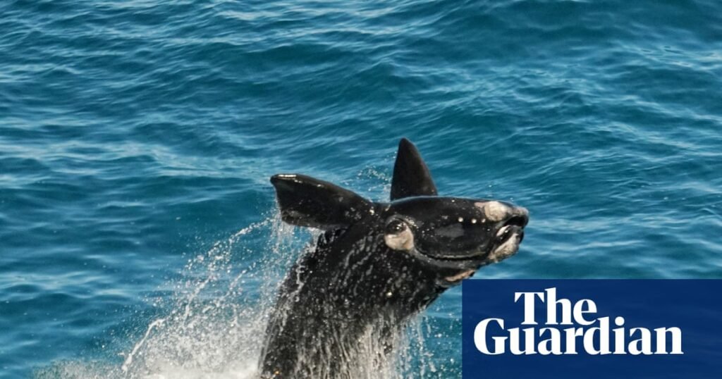 Bumper whale calving season a ‘sign of hope’ for South Australia’s oceans | Environment Bumper whale calving season a ‘sign of hope’ for South Australia’s oceans | Environment