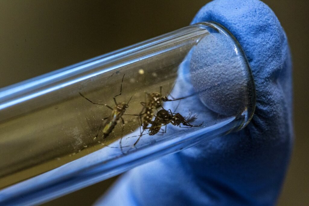 Climate Links to Dengue Will Allow Better Outbreak Predictions
