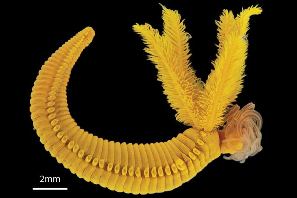 Deep-Sea Worm Produces Orpiment, a Toxic Yellow Pigment Used in Historical Art