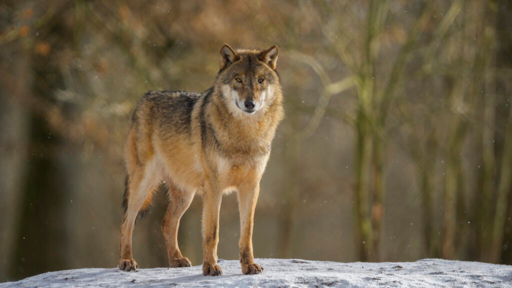 Does hunting wolves help ranchers? New study shows not much : NPR Does hunting wolves help ranchers? New study shows not much : NPR