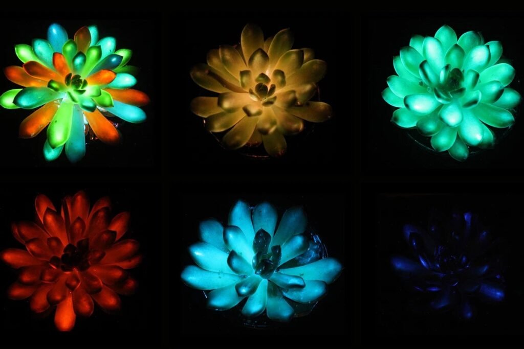 Glow-in-the-Dark Succulents Created by Scientists Shine in Multiple Colors