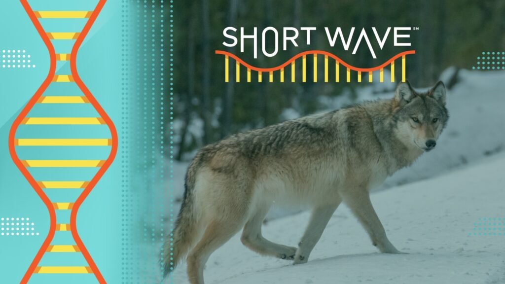 How the wolf changed Yellowstone 30 years after reintroduction : Short Wave : NPR