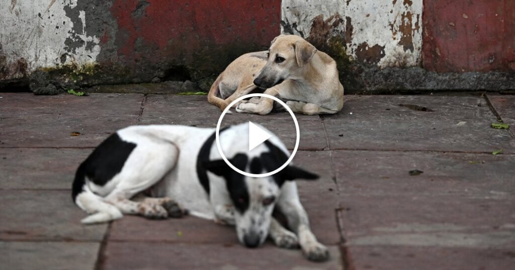India Orders Removal of Stray Dogs India Orders Removal of Stray Dogs