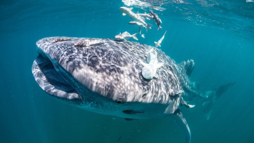 an underwater scene, with a large whale shark swimming towards the camera, and several remoras attached to it just above its mouth.