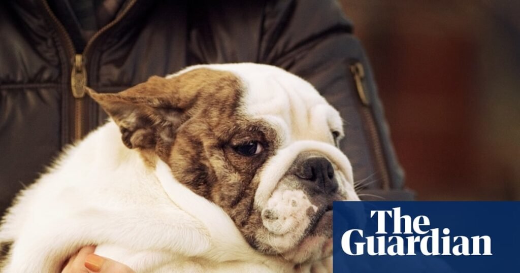 Puppy fat jabs: are our pets next in line for weight-loss drugs? | Pets