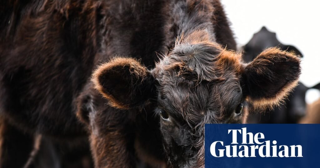 Raging bulls: why Maga is pushing cow products on to America | Trump administration