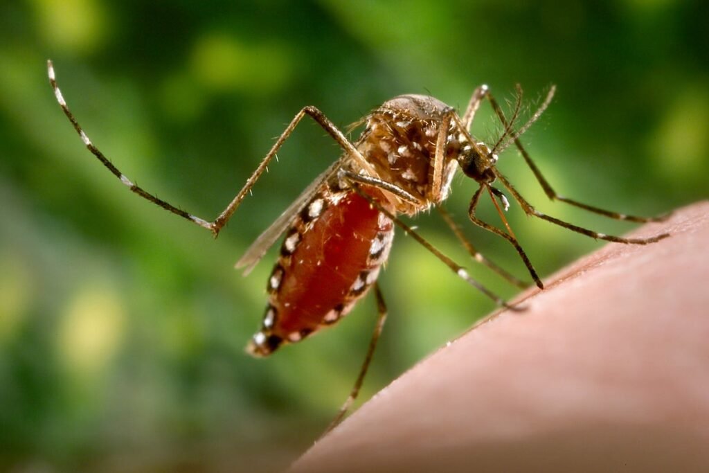 Should You Worry the New Chikungunya Virus Outbreak in China Could Reach the U.S?