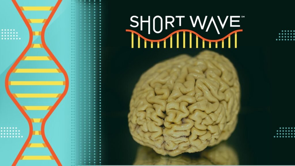 Some people's brains resist Alzheimer's disease and dementia : Short Wave : NPR