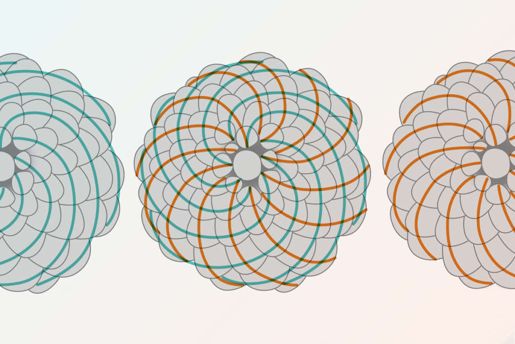 Students Find Hidden Fibonacci Sequence in Classic Probability Puzzle