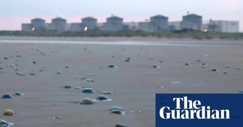 Swarm of jellyfish shuts nuclear power plant in France | France
