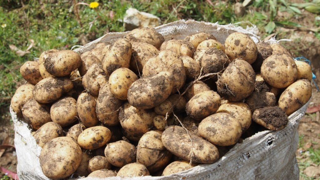 The strange-but-true origin story of the humble potato : NPR The strange-but-true origin story of the humble potato : NPR